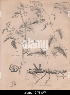 Solanum Nigrum (schwarzer Nachtschatten, Popolo). Solanum Dulcamara (bittersüß), 1860 Stockfoto