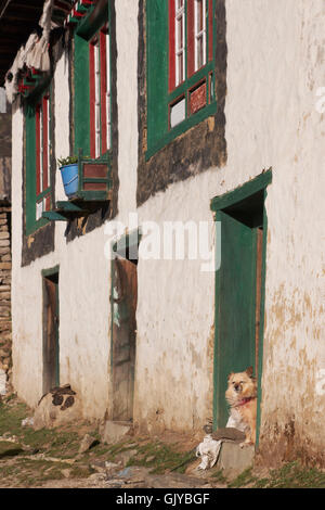 Hund aus der Tür eines tibetischen Stil-Hauses im Dorf Namche Bazar im Nepal Himalaya peering Stockfoto