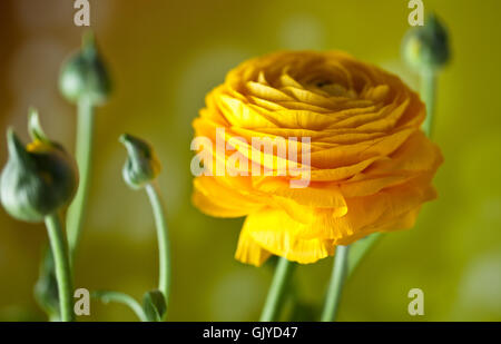 Blume Pflanze blühen Stockfoto