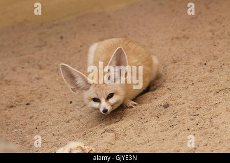 Fennek Stockfoto