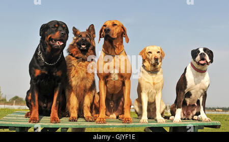 Haustier Hund Hunde Stockfoto