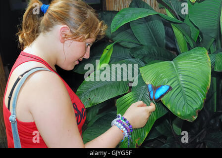 Butterfly Arc ist der erste Schmetterlingshaus in Italien gebaut werden. Schmetterlinge von den Regenwäldern des Amazonas, Afrika und Asien sind frei zu fliegen. Butterfly Arc ist auch Heimat von kleinen Eidechsen und Insekten. Ein Mädchen schaut ein Schmetterling Blue Morpho Peleides. Die blauen Morpho Peleides, gemeinsame Morpho oder der Kaiser (Morpho Peleides) ist eine schillernde tropische Schmetterling gefunden in Mexiko, Mittelamerika, nördliches Südamerika, Paraguay und Trinidad. Stockfoto