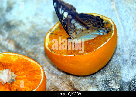 Butterfly Arc ist der erste Schmetterlingshaus in Italien gebaut werden. Schmetterlinge von den Regenwäldern des Amazonas, Afrika und Asien sind frei zu fliegen. Butterfly Arc ist auch Heimat von kleinen Eidechsen und Insekten. Ein Schmetterling Clipper auf eine Orange. Die Clipper (Parthenos Sylvia) ist eine Art von Nymphalid Schmetterling gefunden in Süd- und Südost-Asien, vor allem in Waldgebieten. Stockfoto