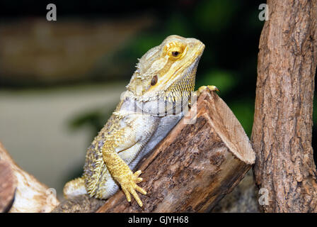 Butterfly Arc ist der erste Schmetterlingshaus in Italien gebaut werden. Schmetterlinge von den Regenwäldern des Amazonas, Afrika und Asien sind frei zu fliegen. Butterfly Arc ist auch Heimat von kleinen Eidechsen und Insekten.  Pogona Vitticeps oder Bartagame, vollzieht sich eine Art der Agamen Eidechse in einer Vielzahl von ariden, semiariden Regionen Australiens. Diese Art ist sehr populär als Haustier gehalten und in Zoos ausgestellt. Stockfoto