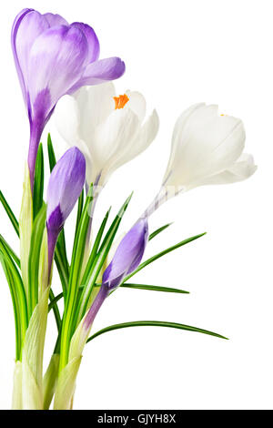 isolierte Blume Pflanze Stockfoto