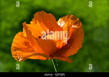 große Orange - Mohn Stockfoto