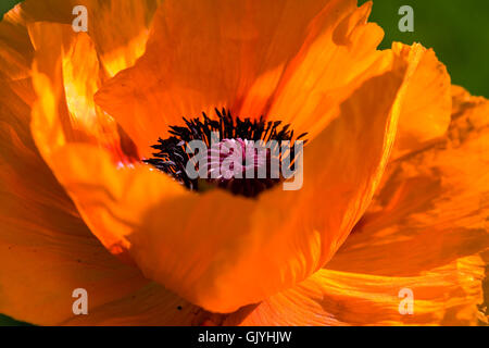 große Orange - Mohn Stockfoto