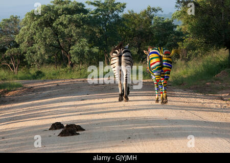 südafrikanische zebras Stockfoto