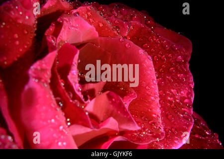 Close-up Single Red Rose mit Wassertropfen auf schwarzen Hintergrund Stockfoto