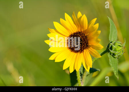 Gewöhnliche Sonnenblume (Helianthus Annuus) mit grünen Bokeh Hintergrund mit ungeöffneten Blüten im Hintergrund Stockfoto