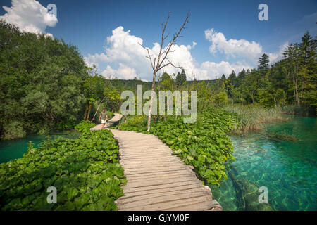Ein Tourist, ein Spaziergang auf einem Holzsteg, gesäumt von Pestwurze (Petasites). Nationalpark Plitvicer Seen Kroatien. Blaues Wasser. Stockfoto