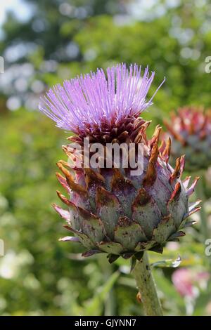 Karde cynara Stockfoto