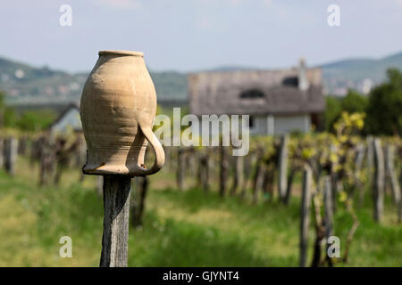 Frühling-Weinbau-Ungarn Stockfoto