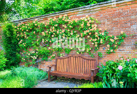 Apricot-gelb hinaufsteigende Rosenstrauch 'Crepuscule' gegen die Wand über eine Holzbank Garten im Sommer wächst Stockfoto