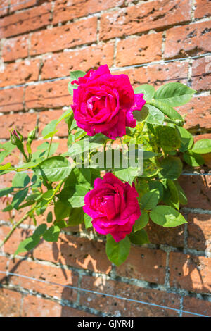 Rote rose "Captain Hayward" blühen im Sommer gegen eine Mauer Stockfoto