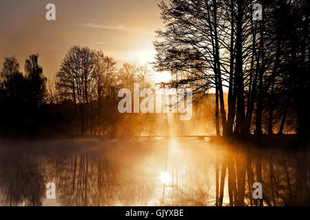 Baum Nebel Sonnenaufgang Stockfoto