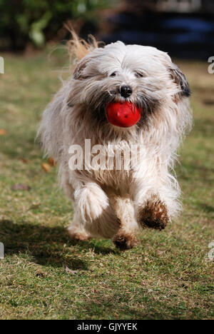 Hund Frühling Prellen Stockfoto