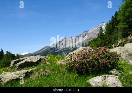 Alpenrose Stockfoto