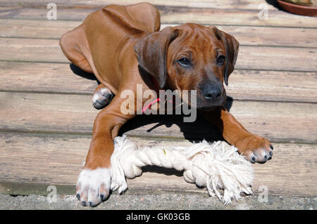 Rhodesian Ridgeback Welpen Stockfoto