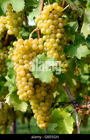 reifen Trauben am Rebstock Stockfoto