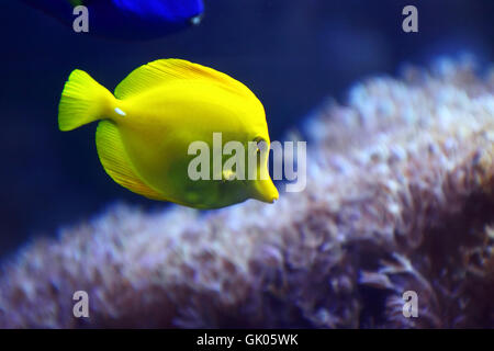 Tierwelt-Aquarium-Fische Stockfoto