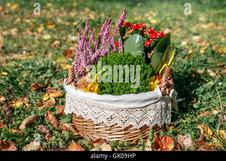 Calluna, Hebe und Kalanchoe in dekorativer Blumentopf Stockfoto