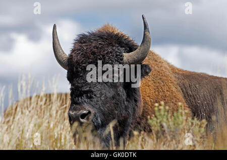 Büffel in den Rasen im Yellowstone Park. Bison oder Büffel sind große, sogar-toed Huftiere. Stockfoto