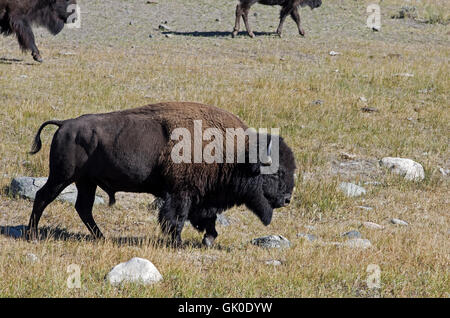 Büffel in den Rasen im Yellowstone Park. Bison oder Büffel sind große, sogar-toed Huftiere. Stockfoto