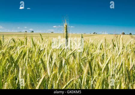 Landwirtschaft Landwirtschaft Wolke Stockfoto