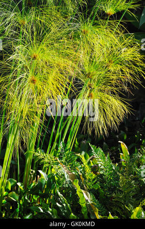 Detail Blatt Makro Stockfoto