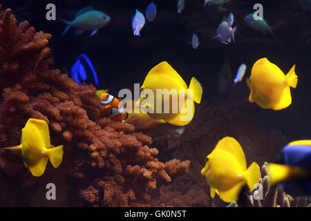 Tierwelt-Aquarium-Fische Stockfoto