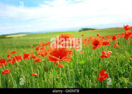 Feld Sommer sommerlich Stockfoto