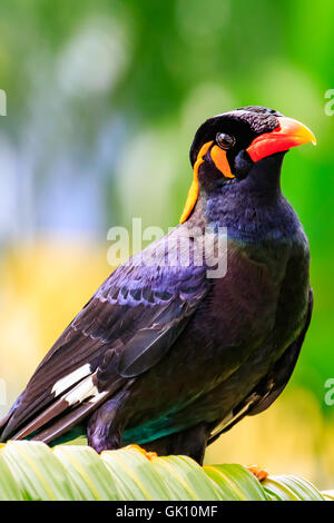 Nahaufnahme von einem gemeinsamen Hill Mynah. Stockfoto