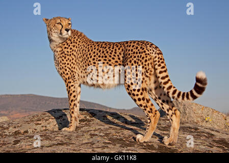 Gepard im Abendlicht Stockfoto