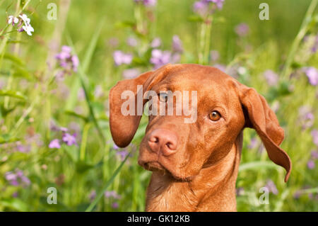 Tier Haustier Profil Stockfoto