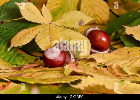 Kastanien im Herbst xiv Stockfoto