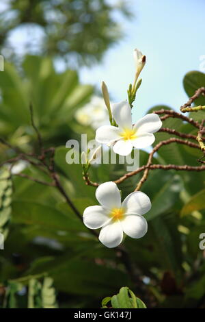 Baum Blume Pflanze Stockfoto