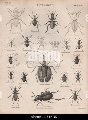 ENTOMOLOGIE 2. Insekten-Käfer. BRITANNICA, antiken print 1860 Stockfoto