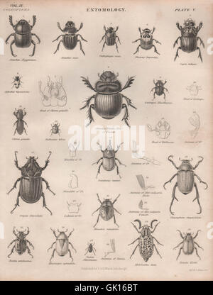 ENTOMOLOGIE 5. Insekten-Käfer. BRITANNICA, antiken print 1860 Stockfoto