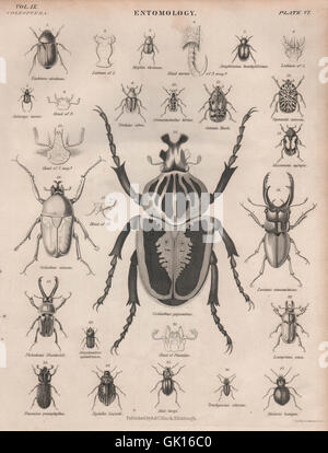 ENTOMOLOGIE 6. Insekten-Käfer. BRITANNICA, antiken print 1860 Stockfoto