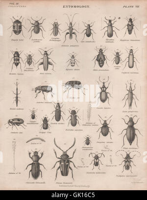 ENTOMOLOGIE 7. Insekten-Käfer. BRITANNICA, antiken print 1860 Stockfoto