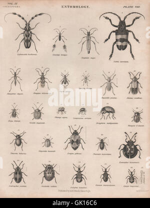 ENTOMOLOGIE 8. Insekten Käfer Marienkäfer. BRITANNICA, antiken print 1860 Stockfoto