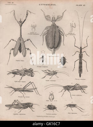 ENTOMOLOGIE 9. Käfern Heuschrecken Heuschrecken kleben Insekten. BRITANNICA, 1860 Stockfoto