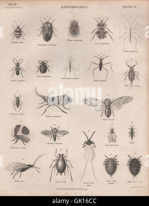 ENTOMOLOGIE 10. Insekten Käfer fliegen fliegen. BRITANNICA, antiken print 1860 Stockfoto