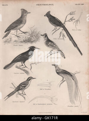 Erklommene Lerche. Coly. Black-headed Jay. Butcherbird. Vogelparadies, 1860 Stockfoto