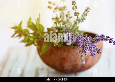 Bouquet von frischen aromatischen Kräuter aus dem Garten Minze, Thymian und Lavendel in der Hälfte der Kokosnussschale auf alten Holztisch mit Fenster hinten Stockfoto