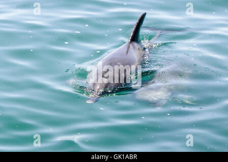 Flasche Nase Delfine beim spielen. Indischen Ozean Natur. Stockfoto