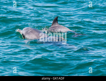 Flasche Nase Delfine beim spielen. Indischen Ozean Natur. Stockfoto