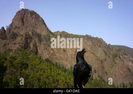 Gemeinsamen Raven (Corvus Corax Tingitanus) Mirador Los Roques in die Caldera de Taburiente, Insel La Palma, Kanarische Inseln, Spanien Stockfoto