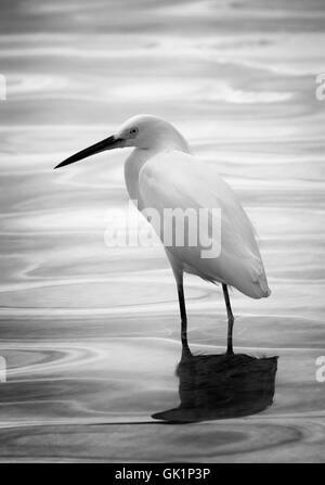Ein Weißer Reiher watet in den seichten Gewässern der Florida Bay, Key Largo. Die absteigende Sonne schafft einen mercurial Glanz ins Wasser. Stockfoto
